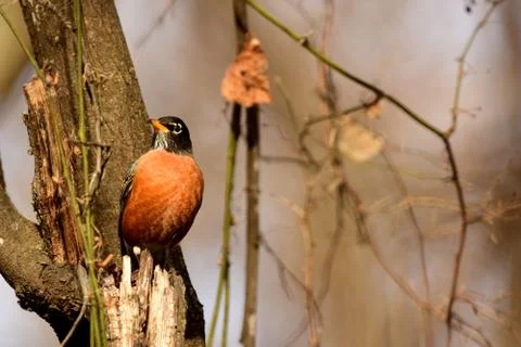 American Robin Stock Photos