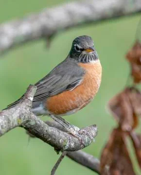 American robin Stock Photos
