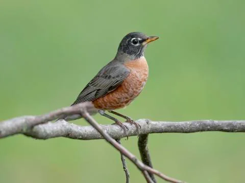 American robin Stock Photos