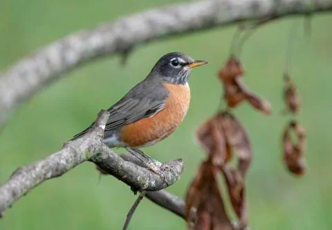 American robin Stock Photos