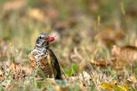 American Robin Stock Photos