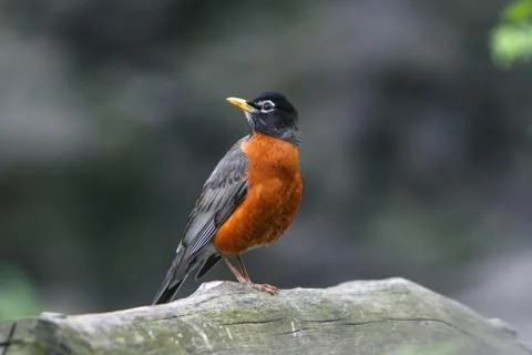 American Robin. Stock Photos