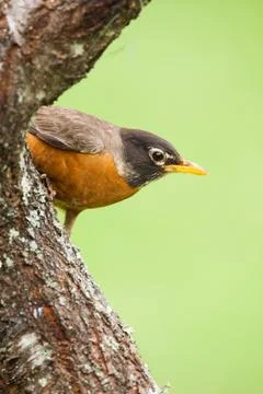 American Robin Stock Photos