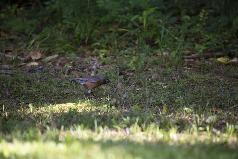 American Robin Stock Photos