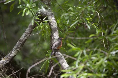 American Robin Stock Photos