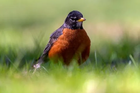 American Robin Stock Photos