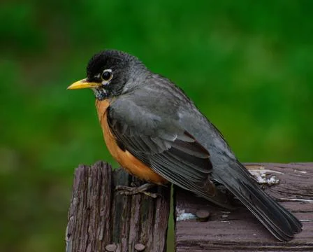 American Robin 스톡 사진