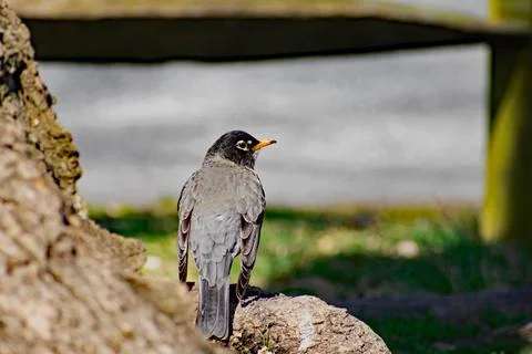 An American Robin Stock Photos