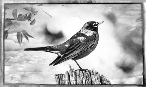 American robin Stock Photos