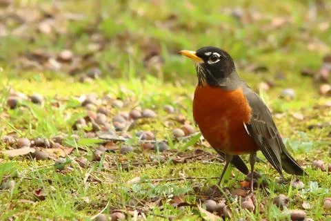 American Robin Stock Photos