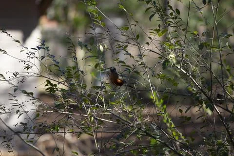 American Robin Stock Photos