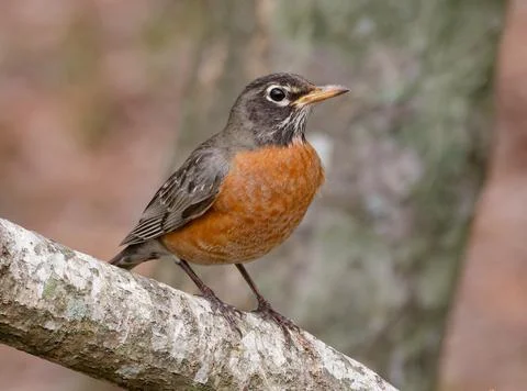 American Robin Foto stock
