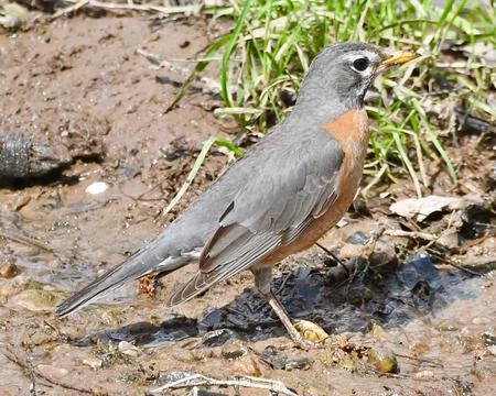American Robin Stock Photos