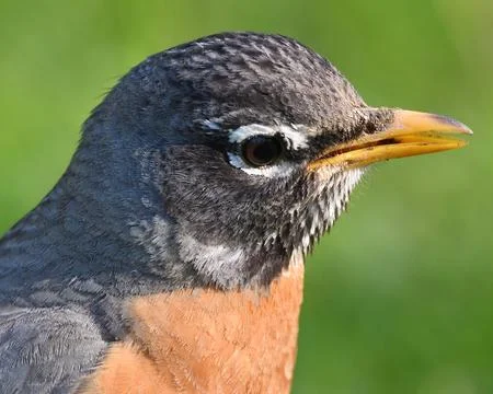 American Robin Stock Photos