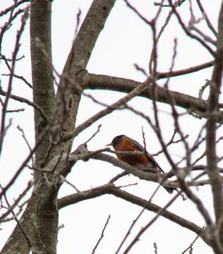 American robin Stock Photos