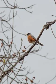 American robin Stock Photos