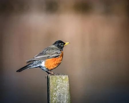 American robin Foto stock