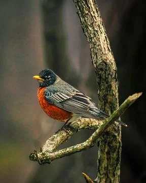 American Robin Stock Photos