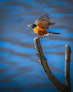 American Robin Stock Photos