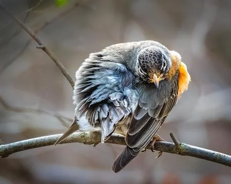 American Robin Stock Photos