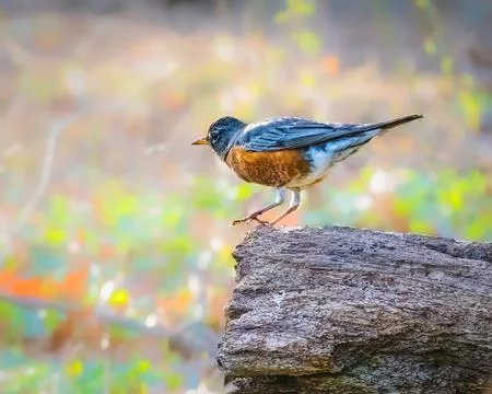 American Robin Stock Photos