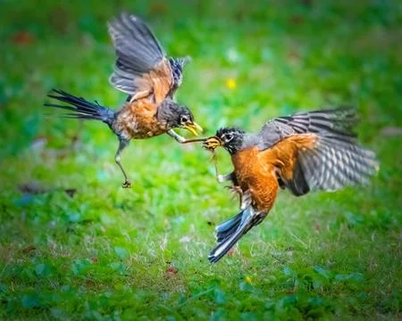 American Robin Foto stock