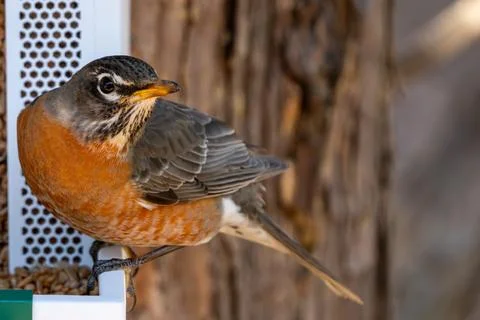 The American Robin Stock Photos