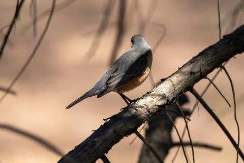 American Robin Stock Photos
