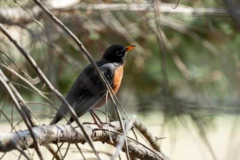 American Robin Stock Photos