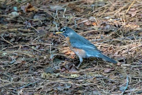 American Robin 库存照片