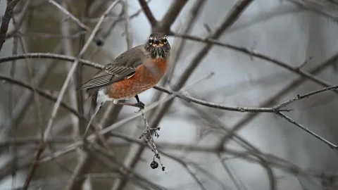 American Robin Picking A Berry Video stock 267168424