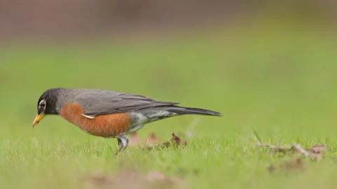 American Robin posing for the camera in the early morning Stock Footage 275220070