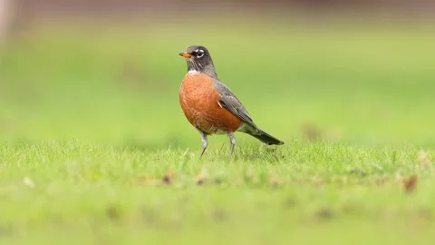 American Robin posing for the camera in the early morning Video stock 275221599