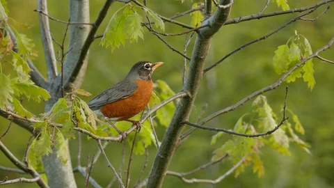 American robin resting shot viewed in close macro details in the wild Stock Footage 100481156