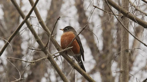 American Robin roosting Stock Footage 129260431