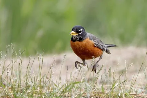 American Robin running in grass. Stock Photos