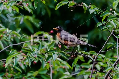 American Robin in a Serviceberry Tree Stock Photos