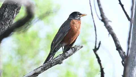 American Robin singing while perched on a tree branch Stock Footage 154611939