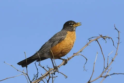 American robin sings out while on branch. Stock Photos