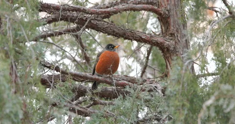 American Robin Sitting on a Branch Stock Footage 242658004
