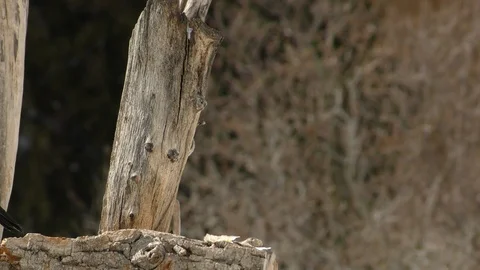 American Robin sitting on a log Stock Footage 94397354