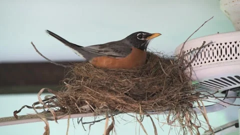 American Robin sitting in on nest to keep eggs warm. Video stock 280727583