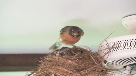 American Robin sitting on nest to keep nestlings warm and protected. 库存影片 280727652
