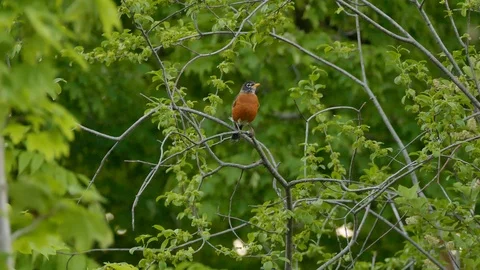 American robin on slightly windy day in the wild with beautiful green trees Stock Footage 100647780