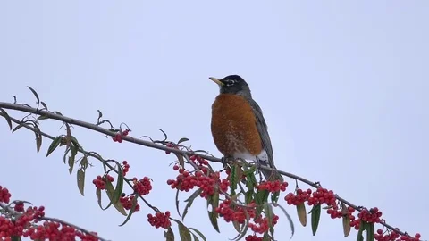 American Robin Songbird on Red Berry Tree in Wild Forest at Winter Day - 02 Stock Footage