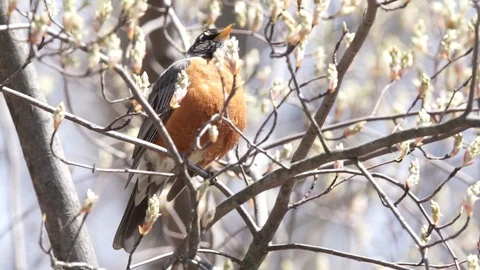 American Robin in Spring in Blooming Tree, 1080p tripod shot Video stock 99020045