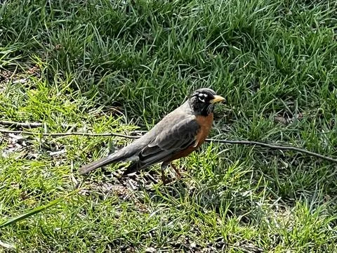 American Robin in the spring sun Foto stock