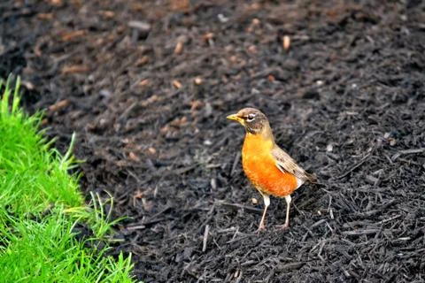 American robin standing on fresh mulch compost mixture filled in new flowerbe Stock Photos