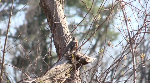 American Robin Sun Bathing on a Dead Tree Stock Footage 49438328