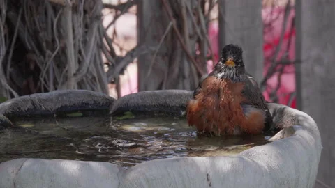 American Robin Taking a Bird Bath Stock Footage 164581020